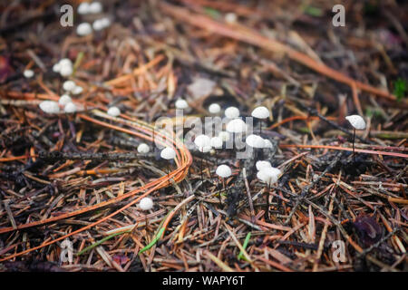 Weiß miniatur Pilze im Wald. In der Nähe von vielen kleinen weißen Pilze. Stockfoto