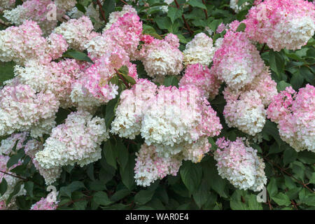 Cremig weiß bis rosa Blüten von Hydrangea paniculata (panicled Hydrangea) "Vanille Fraise" RHS Garden, Wisley, Surrey, Südost England im Sommer Stockfoto