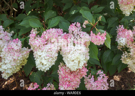 Cremig weiß bis rosa Blüten von Hydrangea paniculata (panicled Hydrangea) "Vanille Fraise" RHS Garden, Wisley, Surrey, Südost England im Sommer Stockfoto