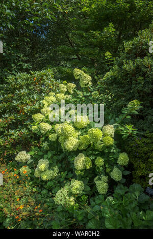 Gelb-grün Blütenrispen Hydrangea paniculata 'Limelight' Blüte in der RHS Garden, Wisley, Surrey, Südost England im Sommer Stockfoto