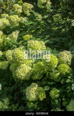 Gelb-grün Blütenrispen Hydrangea paniculata 'Limelight' Blüte in der RHS Garden, Wisley, Surrey, Südost England im Sommer Stockfoto