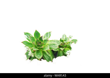 Winter Konzept mit Blume wunderschöne grüne saftige und fallende Schneeflocken auf weißem Hintergrund. Stockfoto