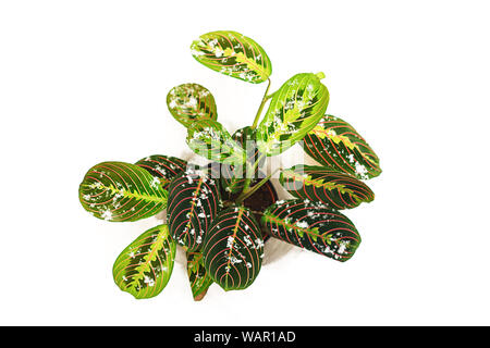 Winter Konzept von Blume calathea mit bunten Blätter als tropische Pflanze und fallende Schneeflocken auf weißem Hintergrund. Stockfoto