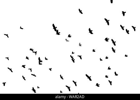 Herde schwarzer Vogel Formen gegen den weißen Hintergrund silhouetted fliegen. Stockfoto