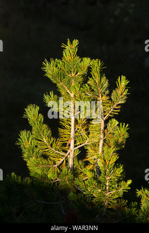 Whitebark Kiefer, Pasayten Wüste, Washington State, USA Stockfoto