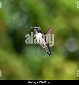 Kolibri im Flug Stockfoto