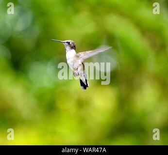 Kolibri im Flug Stockfoto