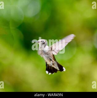 Kolibri im Flug Stockfoto