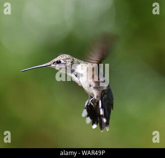 Kolibri im Flug Stockfoto