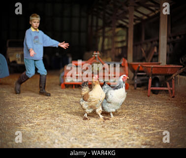 Junge in Gummistiefel Herding zwei Hühner aus einer Scheune auf einem Bauernhof. Stockfoto