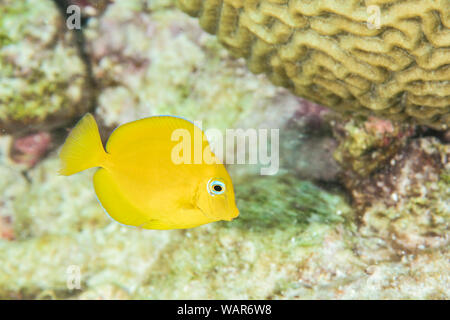 Juvenile atlantic Blue Tang Stockfoto