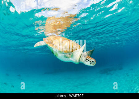 Sea Turtle Schwimmen nahe Dichtungsentferner mit Reflektion Stockfoto