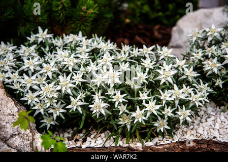 Alpine Blumen blühen in den ummauerten Garten auf der Spitze des Monte Baldo, einen Berg über dem Gardasee in Norditalien Stockfoto