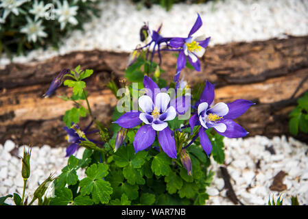 Alpine Blumen blühen in den ummauerten Garten auf der Spitze des Monte Baldo, einen Berg über dem Gardasee in Norditalien Stockfoto