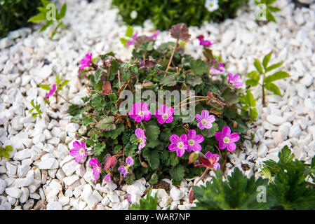 Alpine Blumen blühen in den ummauerten Garten auf der Spitze des Monte Baldo, einen Berg über dem Gardasee in Norditalien Stockfoto