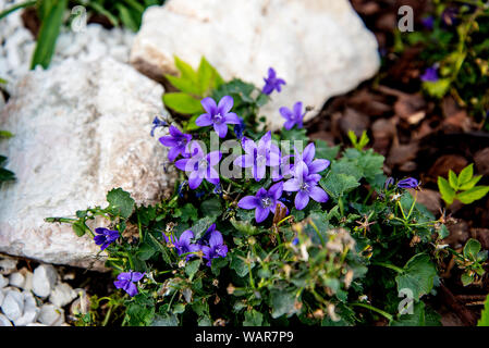 Alpine Blumen blühen in den ummauerten Garten auf der Spitze des Monte Baldo, einen Berg über dem Gardasee in Norditalien Stockfoto