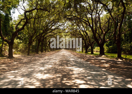 Die malerische Straße, die von mehr als vierhundert lebenden Eichen gesäumt ist, die über der Oak Avenue hängen, führt direkt zur historischen Stätte und Plantage von Wormsloe Stockfoto