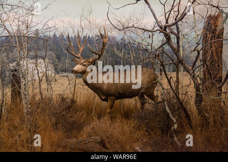 Anzeige von einem ausgestopften Elch am Denver Museum der Natur & Wissenschaft in Denver, Colorado Stockfoto