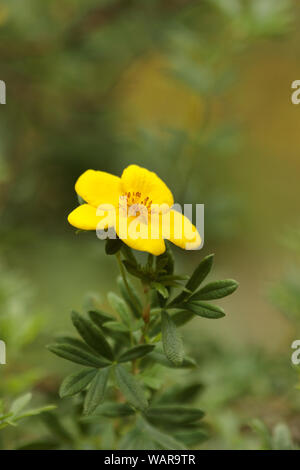 Potentilla-isolierte Gelbe Blume mit einer Biene. Grüner Hintergrund. Close-up. Platz kopieren Stockfoto