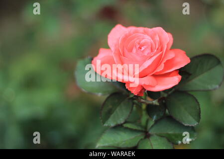 In der Nähe eines einzigen Rosa 'Kunst' Stockfoto