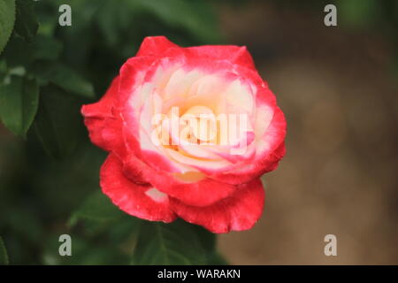 In der Nähe eines lebhaften Rosa "Double Delight' Stockfoto