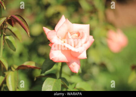 Nahaufnahme einer einzelnen Rosa "Neuseeland" - ein Hybrid Tea Rose Stockfoto