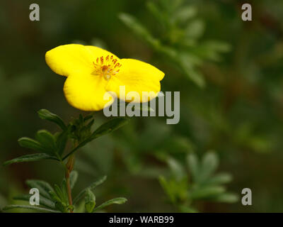 Cinquefoil Gelb Potentilla close-up auf grünem Hintergrund. Kopieren Sie Platz. Stockfoto