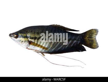 Snakeskin gurami Fisch auf weißem Hintergrund, wichtige aquacultured Süßwasser-Arten in Thailand Stockfoto