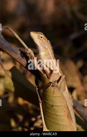 Thai Chamäleon auf einem Zweig mit natürlichen braune Blätter im Hintergrund., Lizard in Thailand Stockfoto