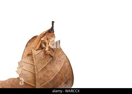 Lasiocampidae Eggars Snout oder oder oder Lappet Motten, braune Schmetterling Schmetterling auf trockenen Blatt auf weißem Hintergrund, Insekt, die wie Lamellen geformt sind Stockfoto