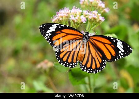 Orange mit weißer und schwarzer Farbe Muster auf Flügel der gemeinsamen Tiger Butterfly, Monarch butterfly auf der Suche nach Nektar von Blüte mit natürlichen, grünen Hintergrund Stockfoto