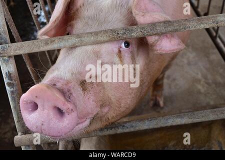 Das rosa Schwein in einen Käfig, die Augen des Tieres mit Gefühl und Intelligenz gefüllt, Bauernhof Tiere in Thailand Stockfoto