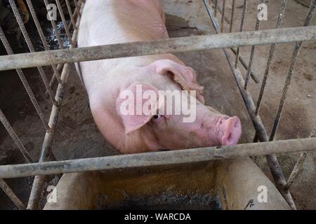 Das rosa Schwein in einen Käfig, die Augen des Tieres mit Gefühl und Intelligenz gefüllt, Bauernhof Tiere in Thailand Stockfoto