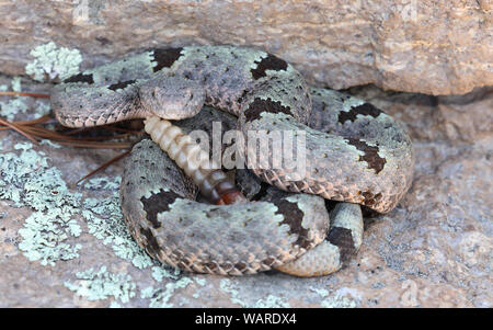 Green Rock Rattlesnake oder Banded Rock Rattlesnake (Crotalus lepidus klauberi), Chiricahua National Monument, Arizona Stockfoto