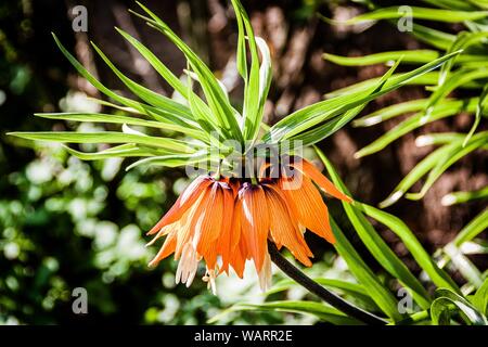 Selektive Fokusaufnahme der Pflanze Crown Imperial oder Fritillaria imperialis Stockfoto