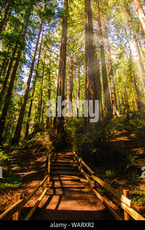 Eine Treppe führt der Weg in den Muir Woods National Park an einem sonnigen Tag. Schatten wird von den großen Coast Redwood Bäumen (Sequoia sempervirens). Stockfoto