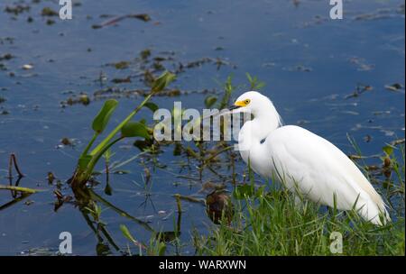 Snowy Egret Stockfoto