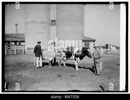 Dr. W. Thurnheer der Schweizer Gesandtschaft & Sec. Wallace in Beltsville, [MD], Bauernhof mit Milchkühen, 8/18/24. Stockfoto