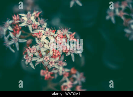 Blumen, saftige Fetthenne (Sedum) Close-up; Natur Hintergrund; Vintage Style Stockfoto