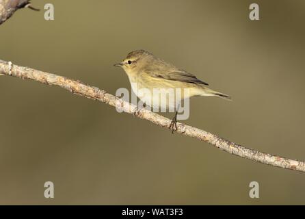 Hufkieber Phylloscopus collybita, Stockfoto