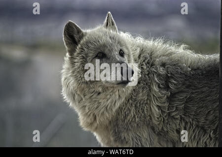 Grauer Wolf. Stehend und nach rechts und oben zu schauen. Stockfoto