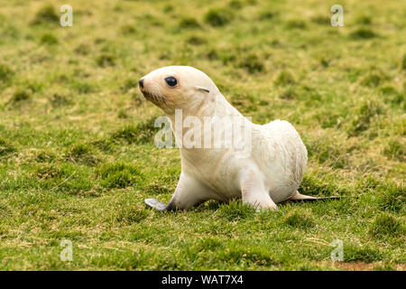 Blond leucistic hypopigmented Antarktis Fell seal Pup, Ocean Harbour, South Georgia, Antarktis Stockfoto