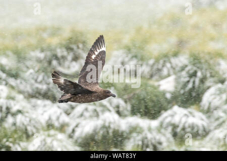 Braune Skua über verschneite tussock Gras, Salisbury Plain, Südgeorgien, Antarktis Stockfoto