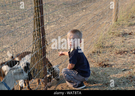 Einem jungen kaukasischen Jungen feed einige Zwergziegen auf der Farm. Stockfoto