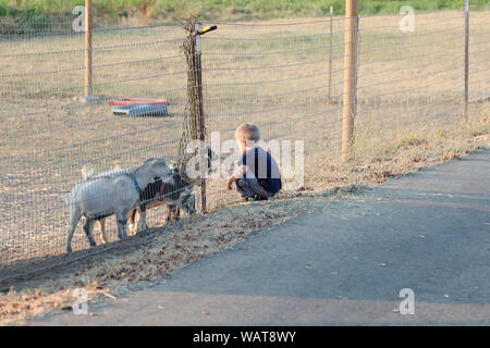 Einem jungen kaukasischen Jungen feed einige Zwergziegen auf der Farm. Stockfoto