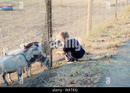 Einem jungen kaukasischen Jungen feed einige Zwergziegen auf der Farm. Stockfoto