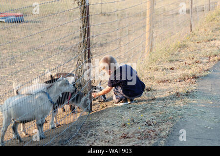 Einem jungen kaukasischen Jungen feed einige Zwergziegen auf der Farm. Stockfoto