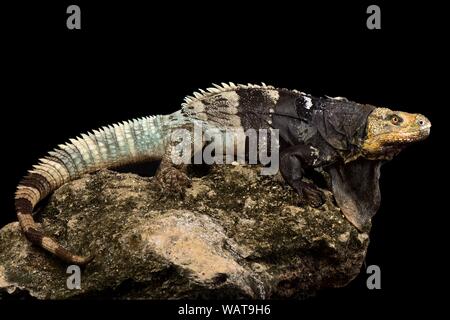 Schwarz-chested Stacheligen-tailed Iguana (Ctenosaura melanosterna) Stockfoto