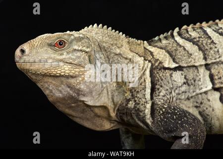 Hispaniolan ground Iguana (Cyclura Ricordi) Stockfoto