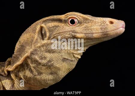 Albino Wasser Monitor (Varanus Salvator) Stockfoto